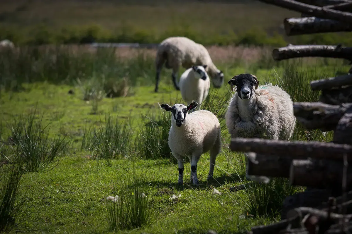 Ewe Love Camping Pods photo 3