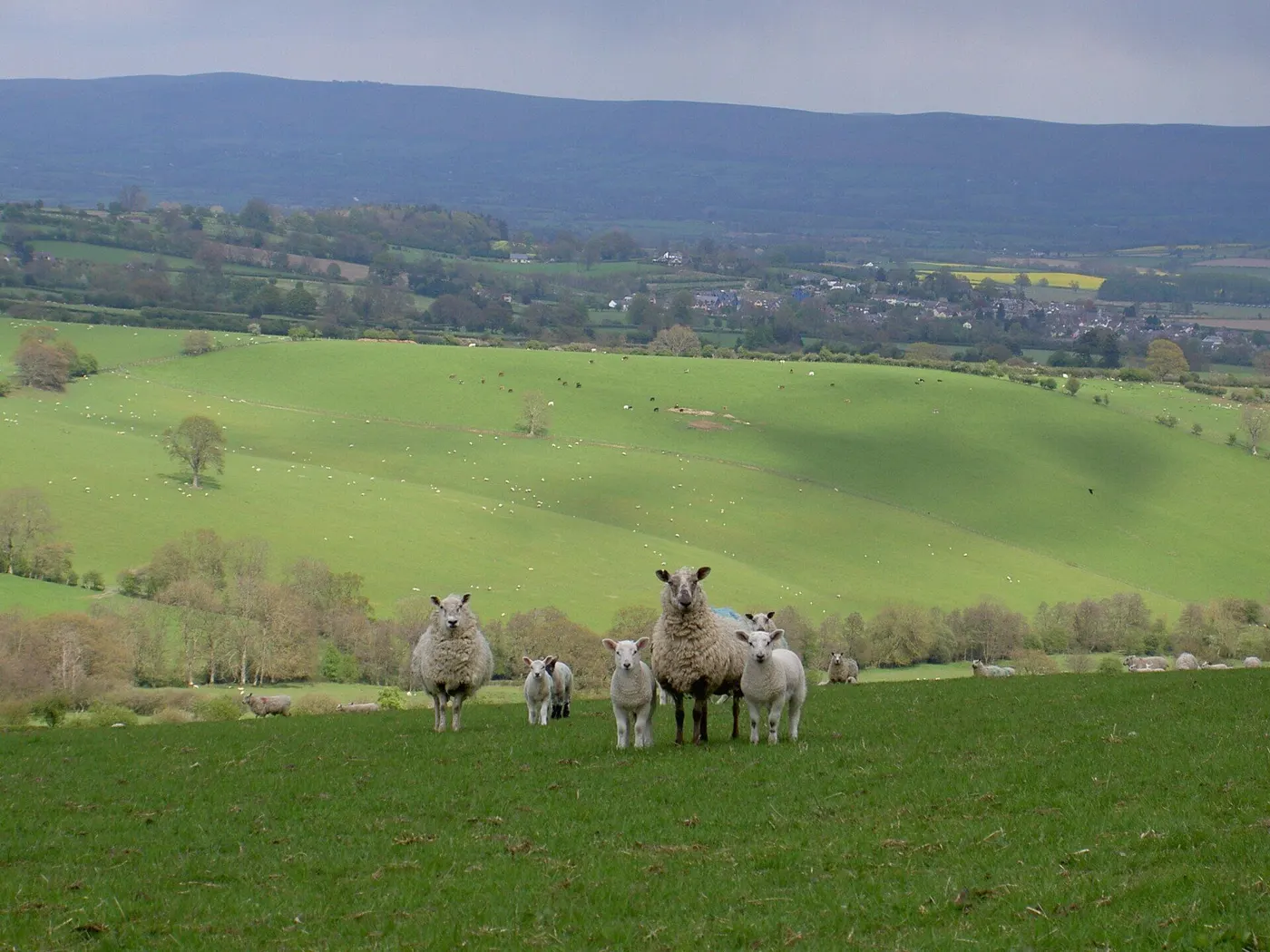 Middle Woodbatch Farm photo 4