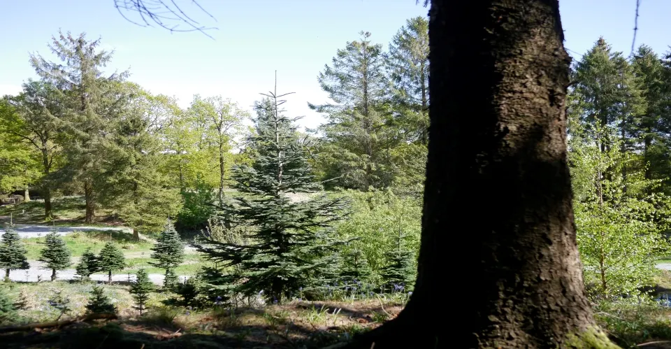 Noblewood Camping photo 2