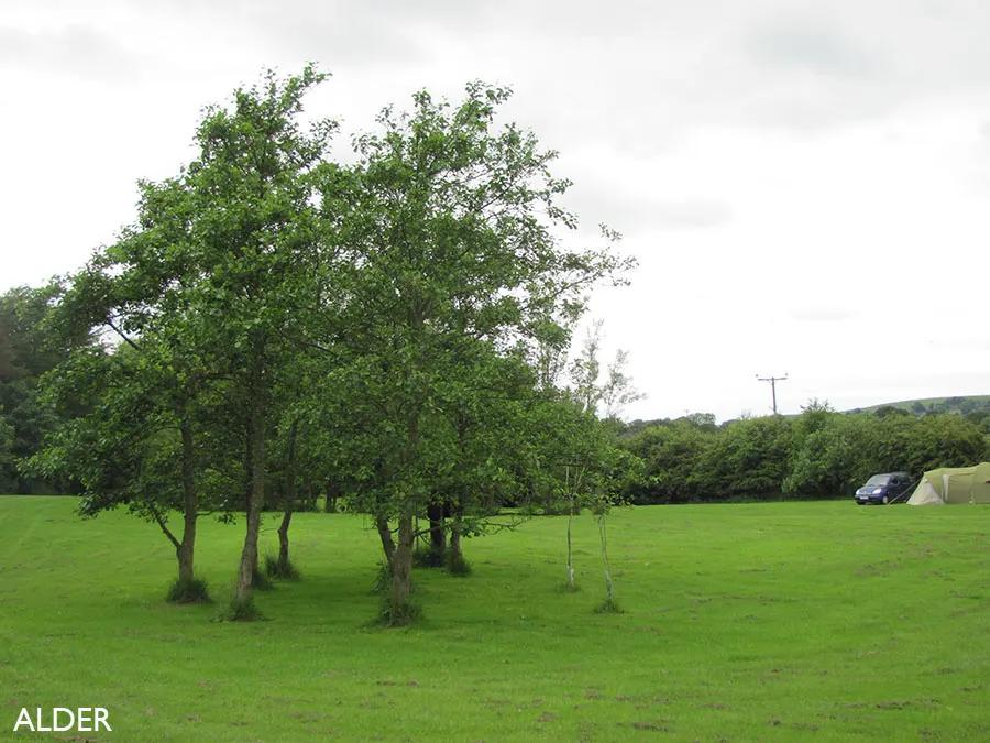 Abbots House Farm Campsite photo 5